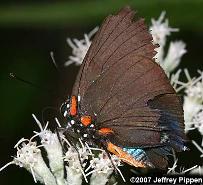 Great Purple Hairstreak (Atlides halesus)