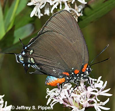 Great Purple Hairstreak (Atlides halesus)