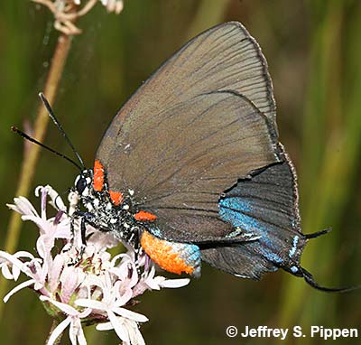 Great Purple Hairstreak (Atlides halesus)