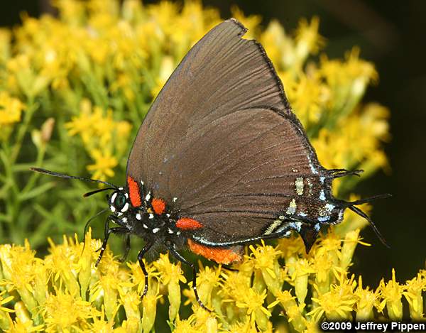 Great Purple Hairstreak (Atlides halesus)