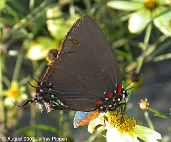 Great Purple Hairtreak