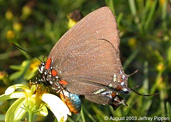 Great Purple Hairtreak