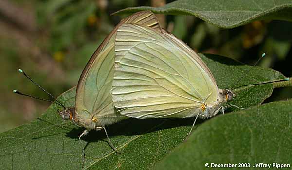 Great Southern White (Ascia monuste)