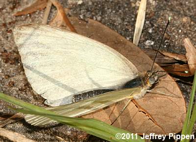 Great Southern White (Ascia monuste)