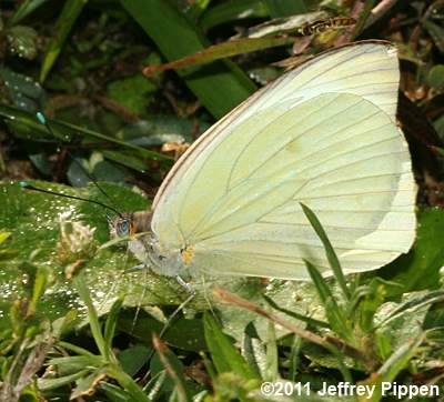 Great Southern White (Ascia monuste)
