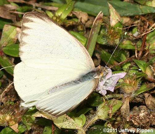 Great Southern White (Ascia monuste)