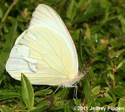 Great Southern White (Ascia monuste)