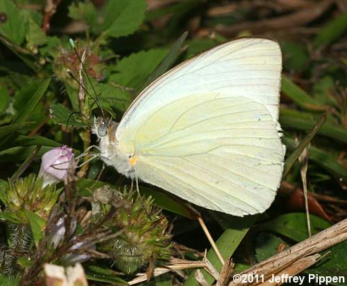 Great Southern White (Ascia monuste)