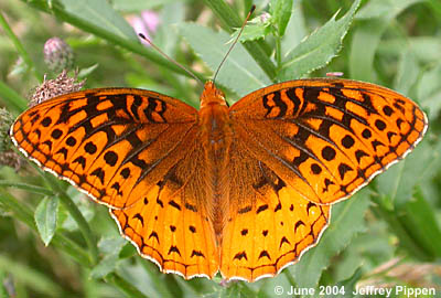 Great Spangled Fritillary (Speyeria cybele)