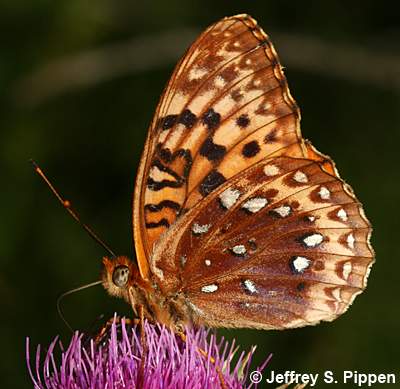 Great Spangled Fritillary (Speyeria cybele leto)