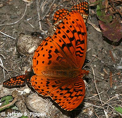 Great Spangled Fritillary (Speyeria cybele leto)