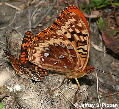 Great Spangled Fritillary (Speyeria cybele leto)