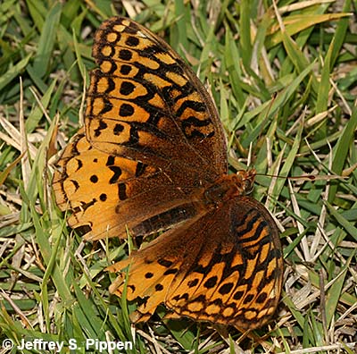 Great Spangled Fritillary (Speyeria cybele)