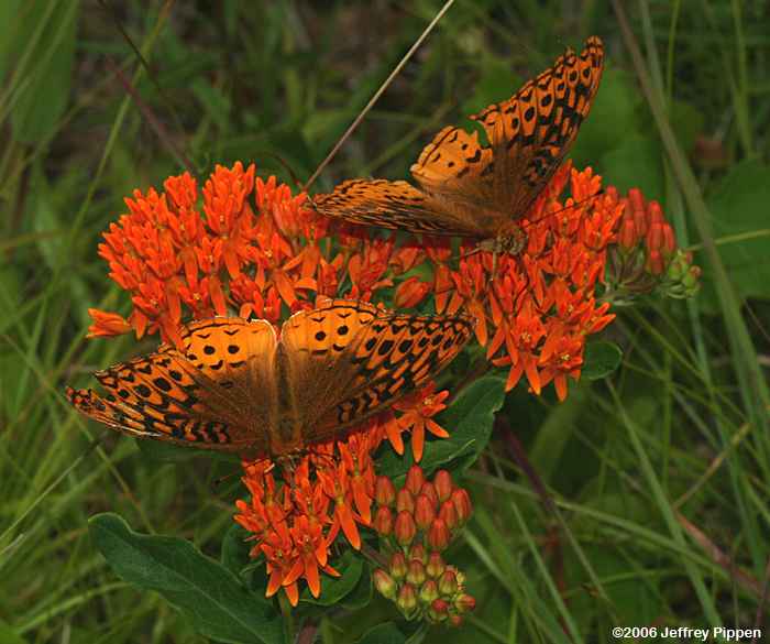 Great Spangled Fritillary (Speyeria cybele)