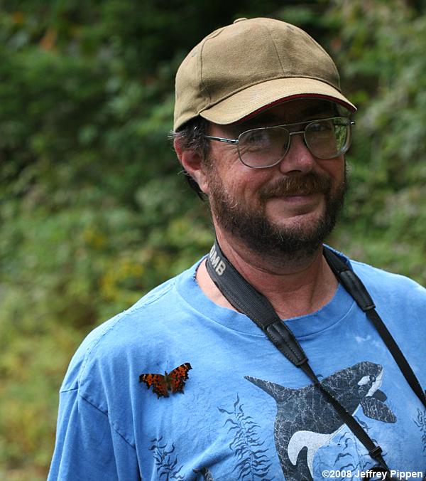 'Smyth's' Green Comma (Polygonia faunus smythi)