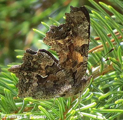Green comma (Polygonia faunus)