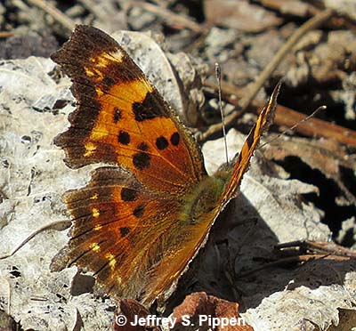 Green comma (Polygonia faunus)
