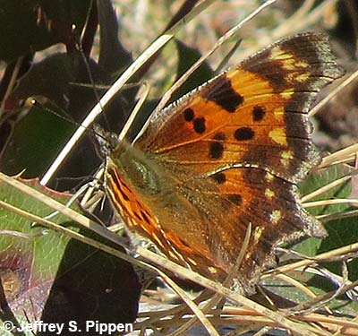 Green comma (Polygonia faunus)