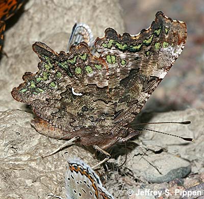 Green comma (Polygonia faunus)