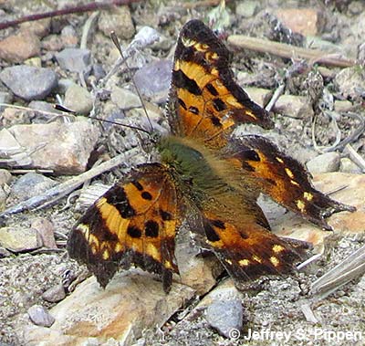 Green comma (Polygonia faunus)