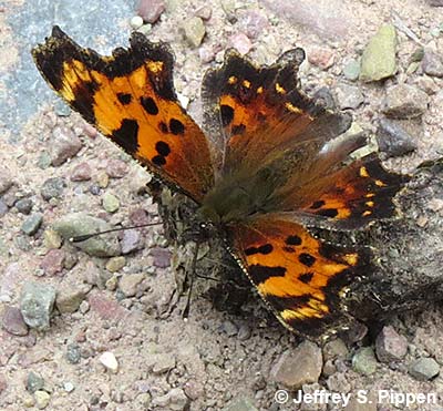 Green comma (Polygonia faunus)