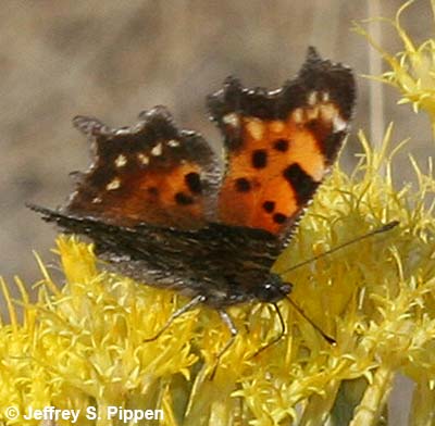 Green comma (Polygonia faunus)