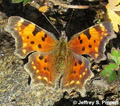 Green Comma (Polygonia faunus)