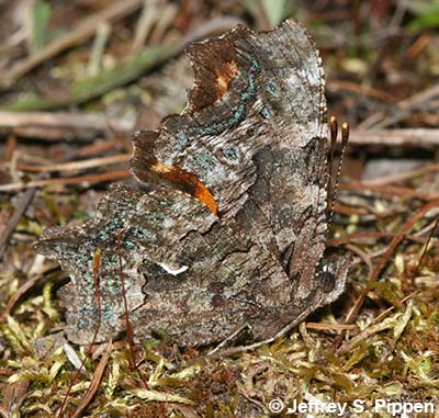 Green comma (Polygonia faunus)