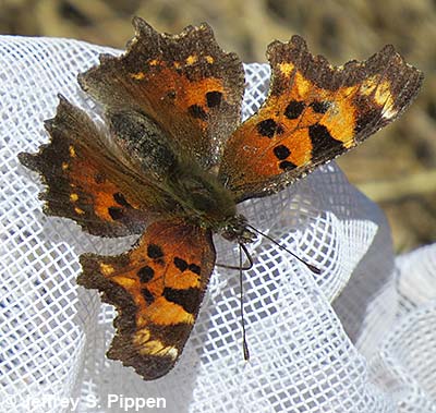 Green comma (Polygonia faunus)