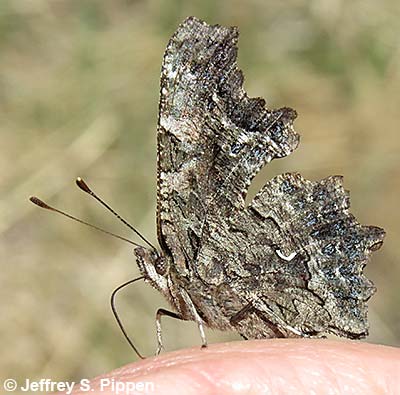 Green comma (Polygonia faunus)