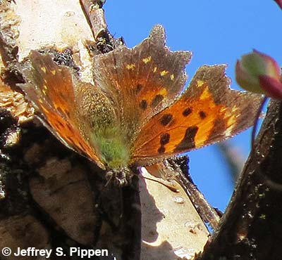 Green comma (Polygonia faunus)