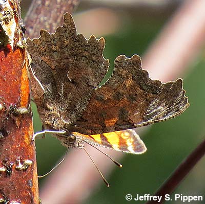 Green comma (Polygonia faunus)