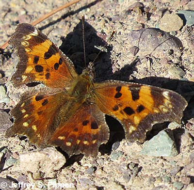 Green comma (Polygonia faunus)