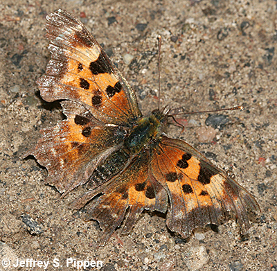 Green comma (Polygonia faunus)