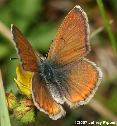 Greenish Blue (Plebejus saepiolus)