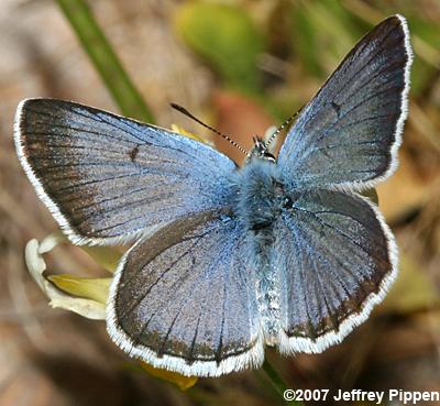 Greenish Blue (Plebejus saepiolus)
