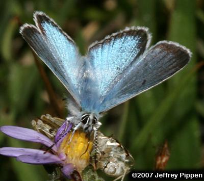 Greenish Blue (Plebejus saepiolus)