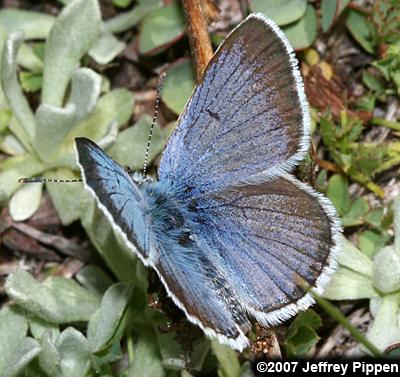 Greenish Blue (Plebejus saepiolus)