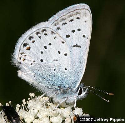 Greenish Blue (Plebejus saepiolus)