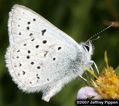 Greenish Blue (Plebejus saepiolus)