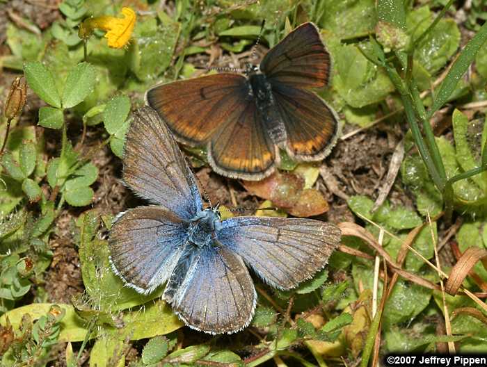 Greenish Blue (Plebejus saepiolus)