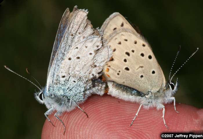 Greenish Blue (Plebejus saepiolus)