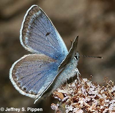 Greenish Blue (Plebejus saepiolus)