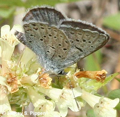 Greenish Blue (Plebejus saepiolus)