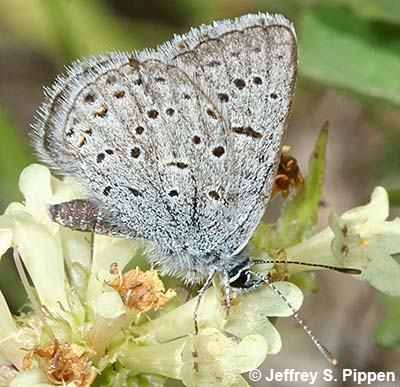 Greenish Blue (Plebejus saepiolus)