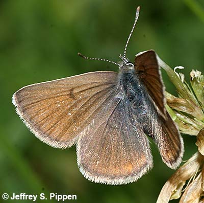 Greenish Blue (Plebejus saepiolus)