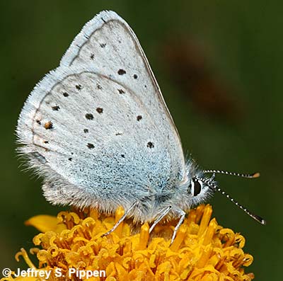 Greenish Blue (Plebejus saepiolus)