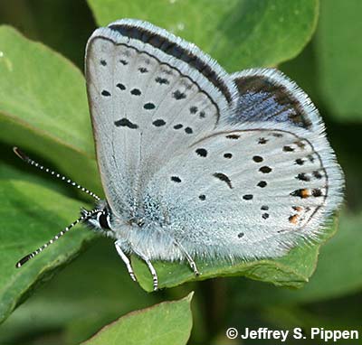 Greenish Blue (Plebejus saepiolus)
