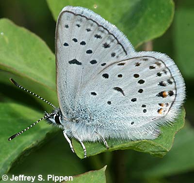 Greenish Blue (Plebejus saepiolus)