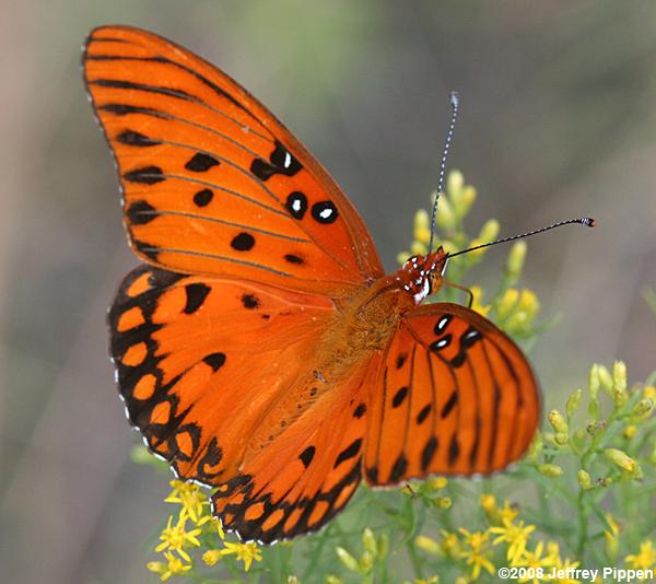 Gulf Fritillary (Dione incarnata)
